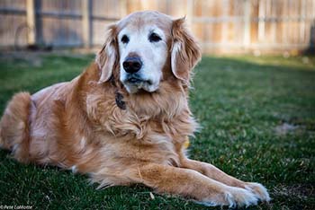 Old Golden Retriever Old Golden Retriever