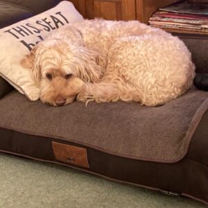 Dudley in his George Barclay Dog Bed