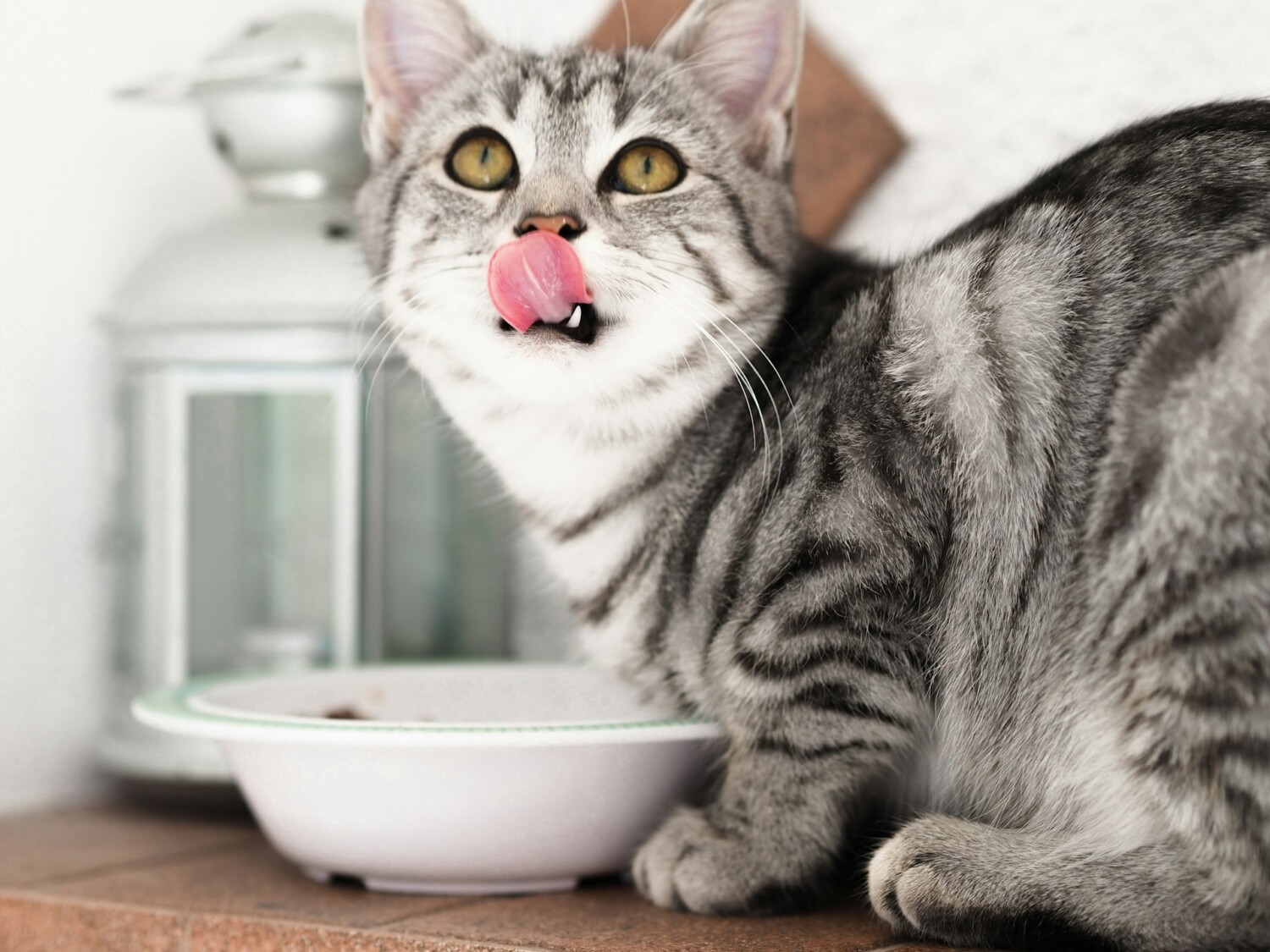High Meat Content Kitten Food High Meat Content Kitten Food in a bowl