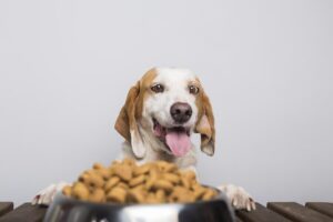 Dog Dog looking at hydrolysed dog food